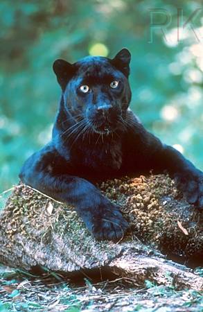 Blackpanther - 54.jpg